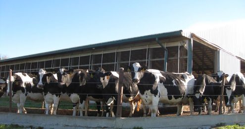 Got Facts? The New York Times article about Dairy got it Wrong