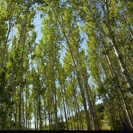 Tree Leaf Compounds May Fight Skin Aging