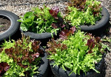 Finding the Potential in Vacant Lots