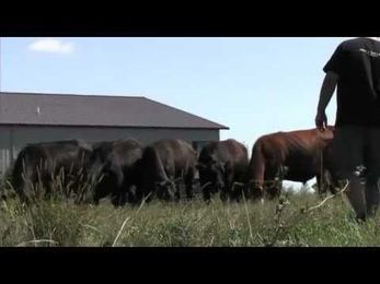 The Choice Is Yours: Wallace Farms Grass Fed Beef