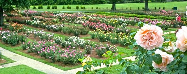 A Rose is a Rose is a Rose is a Rose…