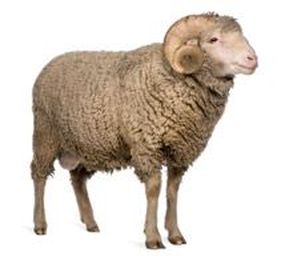 Get Wooly & Donate a Book 