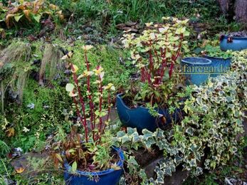 Fall Container Gardening With Edibles