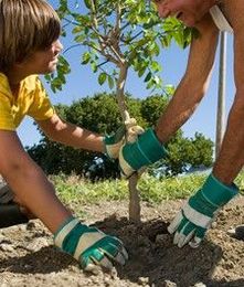 Why Fall Is The Best Time To Plant Shrubs and Trees