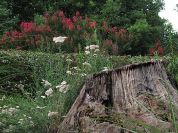 Tree Stump Removal Instructions: How To Remove A Tree Stump