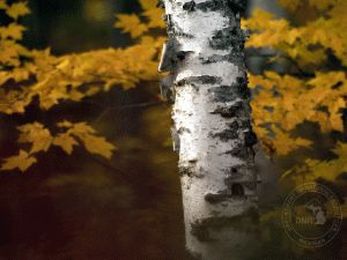 Looking for a way to get outside AND help the environment?