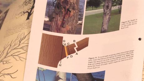 Gardening: Pruning : How to Prune Lemon Trees