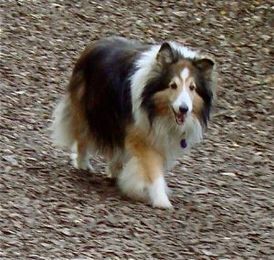 The search for Lady, my foster dog. How you can help.