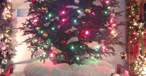 10 Biggest Myths about Christmas Trees