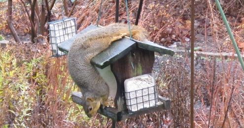 Squirrel, Who Are You