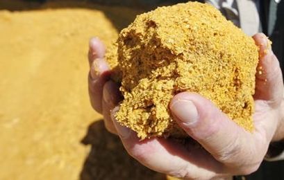 Feeding distillers grains? Keep this in mind