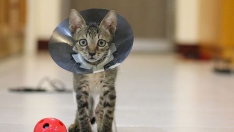 Is Pet Insurance Worth It?