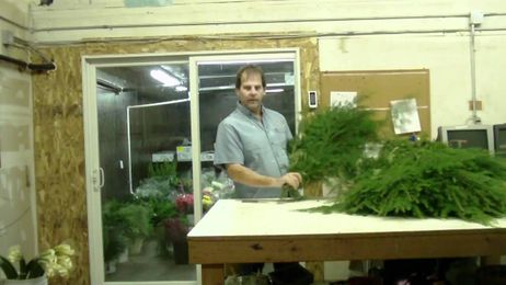 How To Prepare your Hemlock from the Northwest