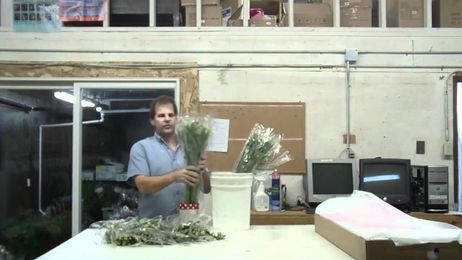 How To Prepare Alstroemeria Fancy White From Columbia