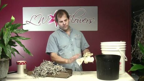 How to Prepare Anthurium Tulip White from Hawaii