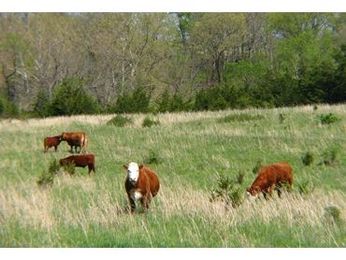 CSIRO scientists are developing tools to help improve productivity in livestock