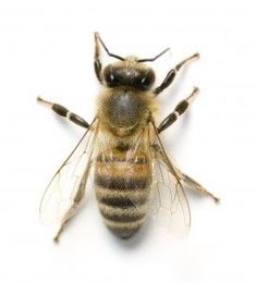 Stages of a Bee Infestation & How to Remove Bees