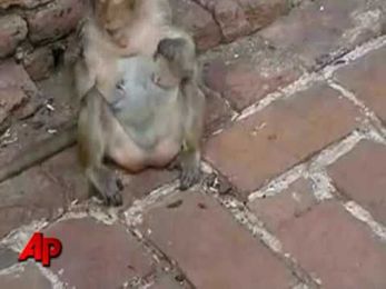 If a monkey can do it…