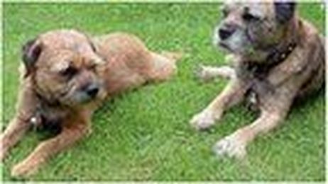 Pet dogs keep feet from freezing