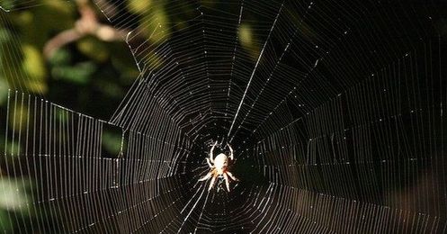 Spider Silk Is Strong Because It's Smart