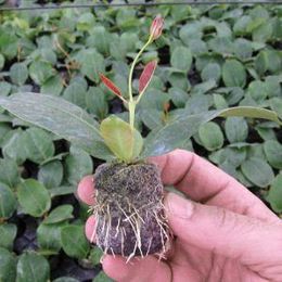 Seed Starting: The Journey from Seed to Seedling