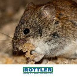 Why Mouse Traps Aren't Enough to Solve Your Problem