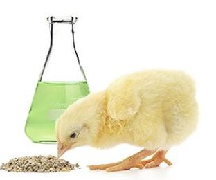 How to Accurately Compare Enzyme Feed Additives