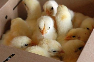 Get the Scratch on Backyard Chickens