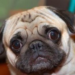 Pet Owners Warned about Overlooking Dental Care