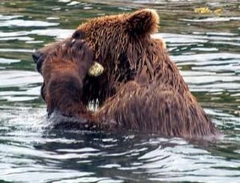 Wild bear uses a stone to exfoliate
