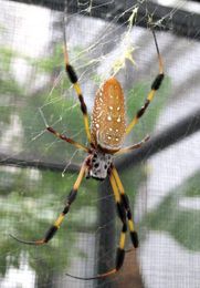 Spider silk conducts heat as well as metals, study finds