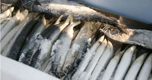 Hooking Fish on Dead Bait