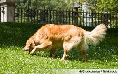 How Are Your Dog Park Manners?