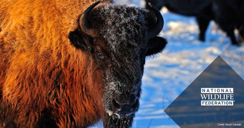 Eight Ways You Can Personally Become a Wildlife Saver