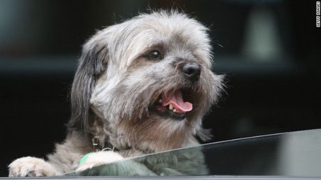 Rethink your dog roaming freely