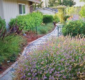 Low-Maintenance Landscaping: Replace Your Lawn with Grass Alternatives