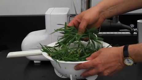 Why Pines does not use stem removal equipment