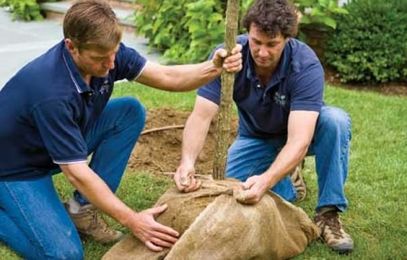 How to Transplant a Small Tree