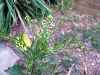 Weeding Is Good For The Soul