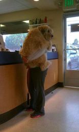 Making Veterinary Visits Less Scary