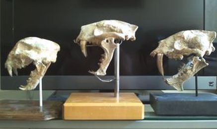 5 Unusual Insured Collectibles