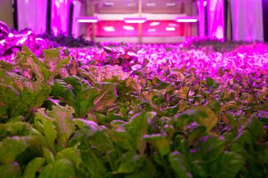 A Meatpacking Plant Transformed Into A Vertical Farm