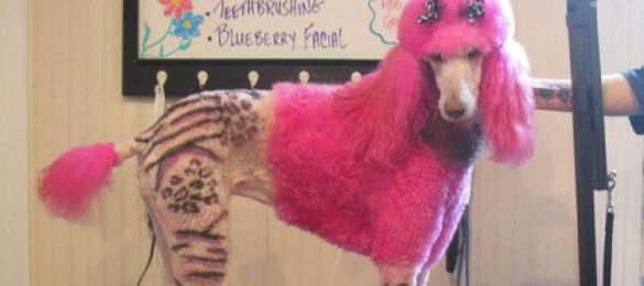 Tattoos... for your dog?