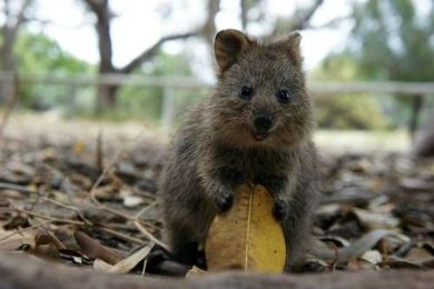 This is my leaf. There are many like it, but this... |