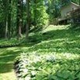 7 Popular Ground Covers to Enhance Any Yard