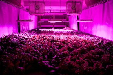 A Former Chicago Meatpacking Plant Becomes a Self-Sustaining Vertical Farm