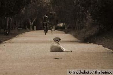 Planning for Pet Care When You're Gone