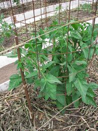 How to Make a Strong Tomato Cage