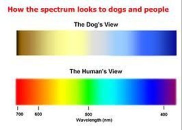 Eye Need To Know: Can Dogs See Color?