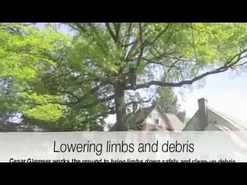 Tree Pruning for Safety and Health